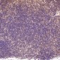 Anti-CDK2 Rabbit Monoclonal Antibody